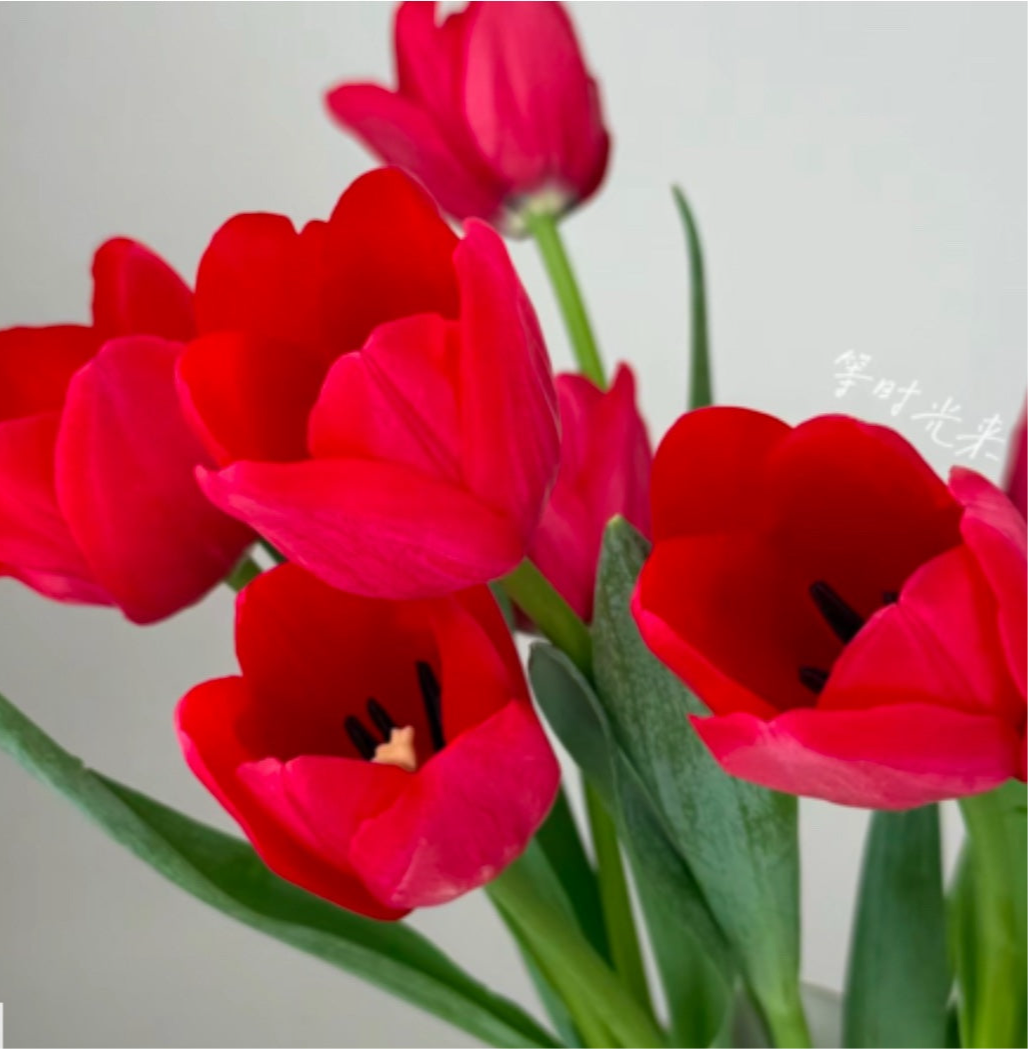 Kissed by Tulips (KY)