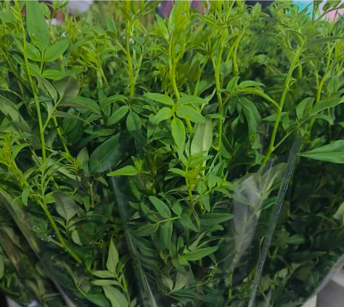 Nine-star leaf (ns)