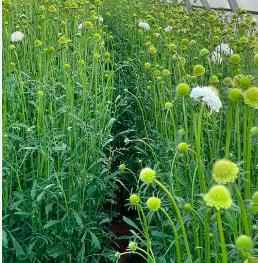 Step 2 - choose flower filler