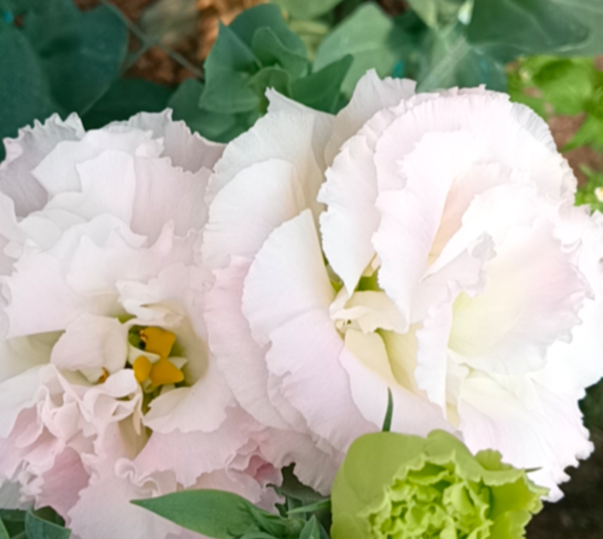 Step 2 - choose flower filler