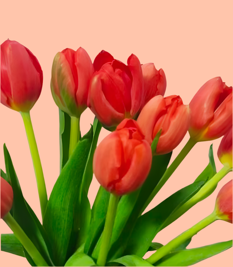 Kissed by Tulips (KY)