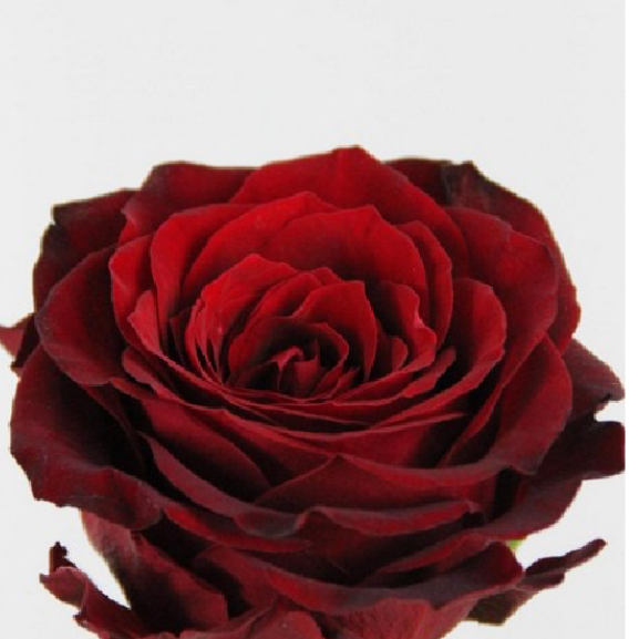 Dutch Rose Bouquet (DRB)