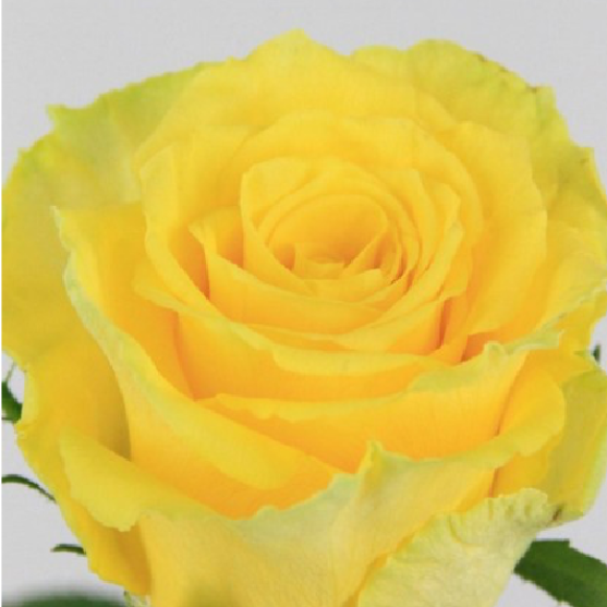 Dutch Rose Bouquet (DRB)