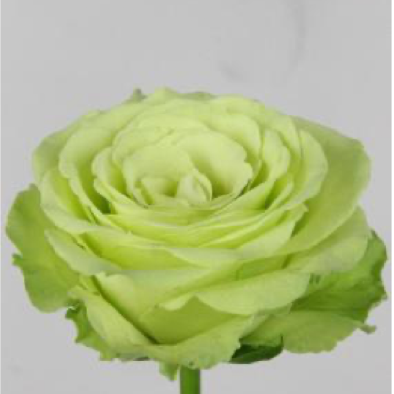 Dutch Rose Bouquet (DRB)