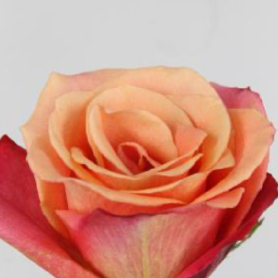 Dutch Rose Bouquet (DRB)