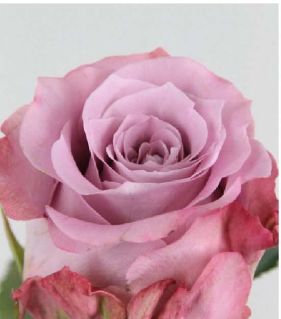 Dutch Rose Bouquet (DRB)