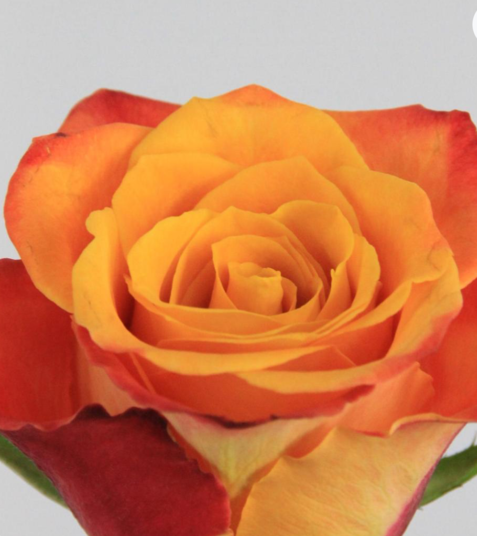 Dutch Rose Bouquet (DRB)