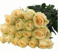 Rose - Peach Snow Mountain