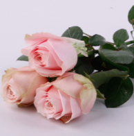 Rose - Pink Snow Mountain